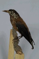 星鴉藏品圖，第6張